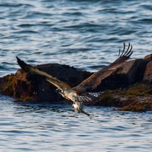 Bird flying over sea