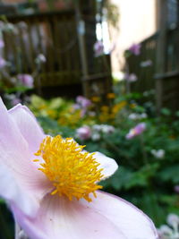 Close-up of yellow flower