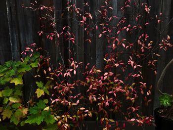 Close-up of red flowering plants during autumn