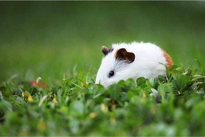 View of a rabbit on field