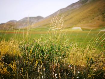 Plants growing on field against sky