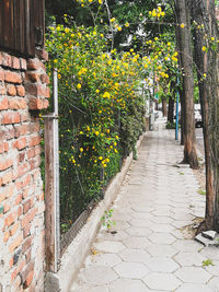 Footpath by sidewalk