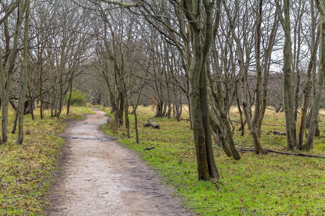 FOOTPATH AMIDST PLANTS IN FOREST