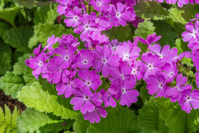 Close-up of pink flowering plants