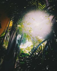 Low angle view of palm trees against sky