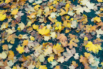 Full frame shot of maple leaves on field during autumn