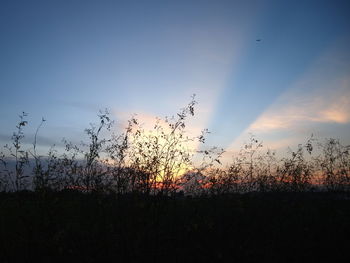 Silhouette plants on field against sky during sunset