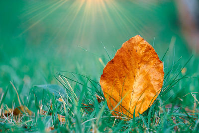 Close-up of dry leaf on grass