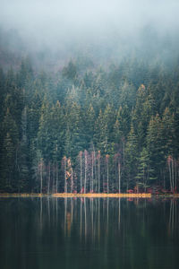 Scenic view of lake in forest