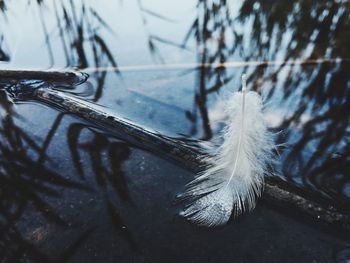 Close-up of feather on snow