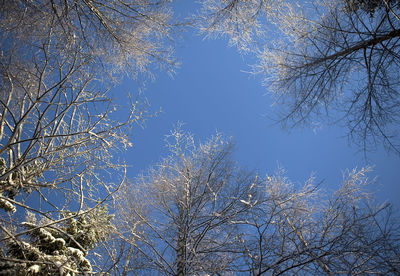 Low angle view of bare trees against blue sky