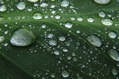 Full frame shot of water drops on leaves
