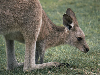 Close-up of kangaroo on grassy field