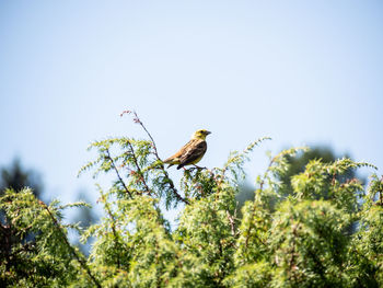 Low angle view of bird perching on a tree