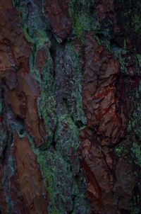 Full frame shot of moss growing on tree trunk