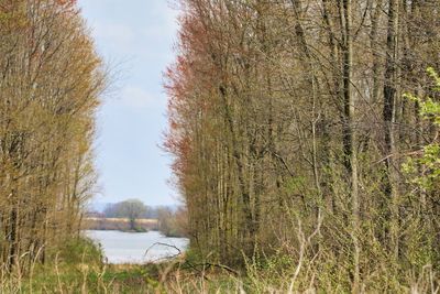 Trees growing on field against sky during autumn