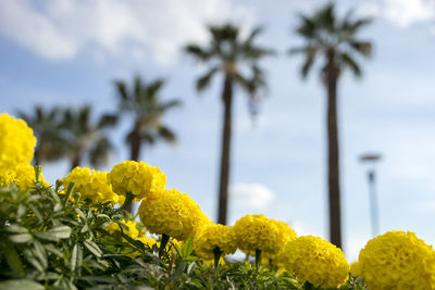 Close-up of yellow flowers against trees