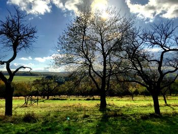 Trees on field against sky