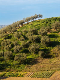 Trees on field against sky