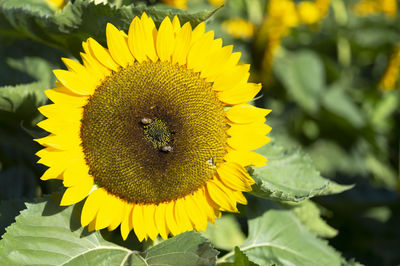 sunflower