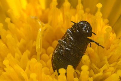 Close-up of insect on yellow flower