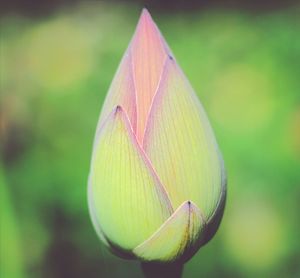 Close-up of plant