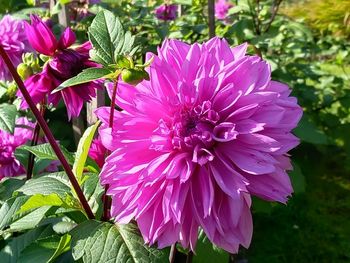 flowering plant