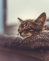 Close-up of a cat sleeping