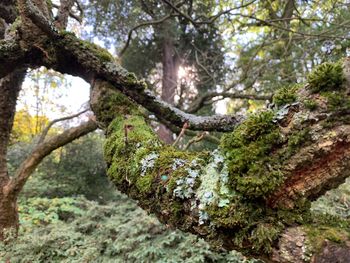 Low angle view of moss growing on tree trunk