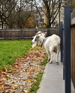 Goat standing on walkway by field