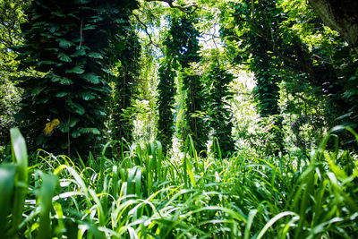 View of fresh green plants in forest