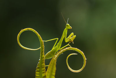 Praying mantis on leaf of fern