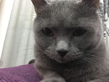 Close-up portrait of cat at home