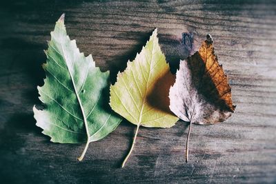 High angle view of autumn leaf on table