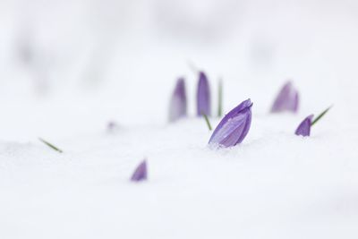 Close-up of purple flowers over white background
