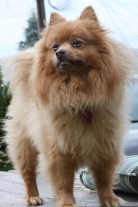 Close-up portrait of a dog