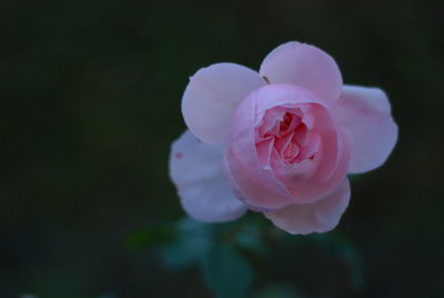 Close-up of pink rose