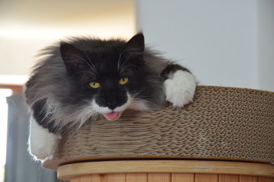 Portrait of black cat relaxing at home