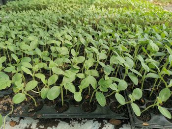 High angle view of plants growing on field