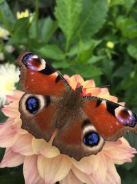 Close-up of butterfly perching on leaf