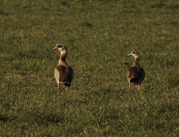 Bird on grassy field