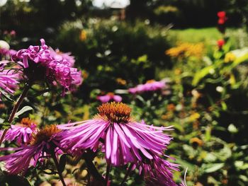 Close-up of pink flowers blooming outdoors