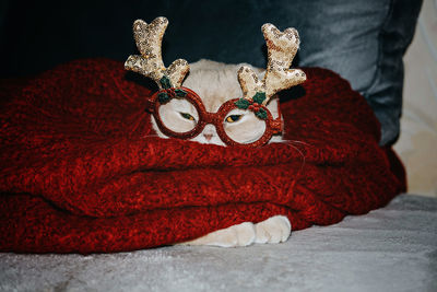 Winter cozy mood, new year eve, christmas moments, funny holiday pets, festive pets. cute sleepy