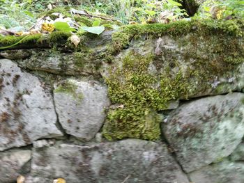 Close-up of moss growing on rock