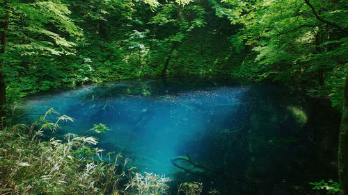 Scenic view of waterfall in forest