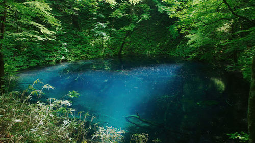 Scenic view of waterfall in forest