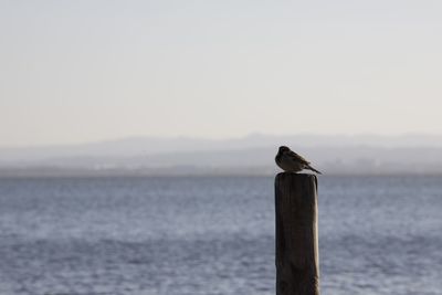 Bird perching on wooden post in sea against sky