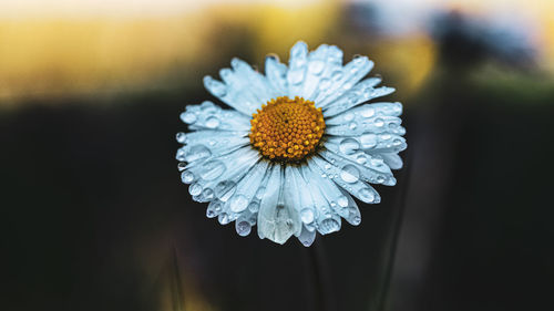 Close-up of white flowering plant