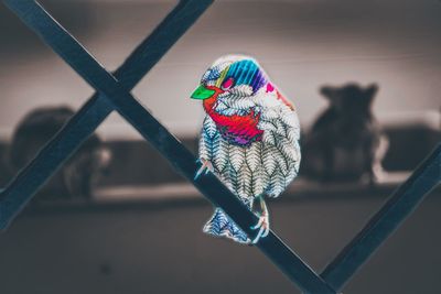 High angle view of a bird on metal table