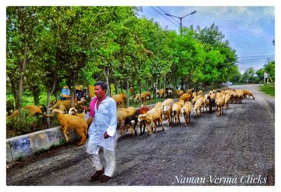 Panoramic view of man walking on road